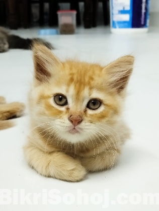 Pure Persian Female Ginger Cat Age 2 Month